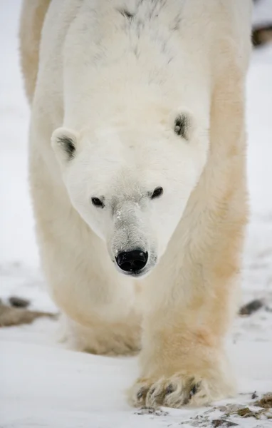 Um urso polar — Fotografia de Stock