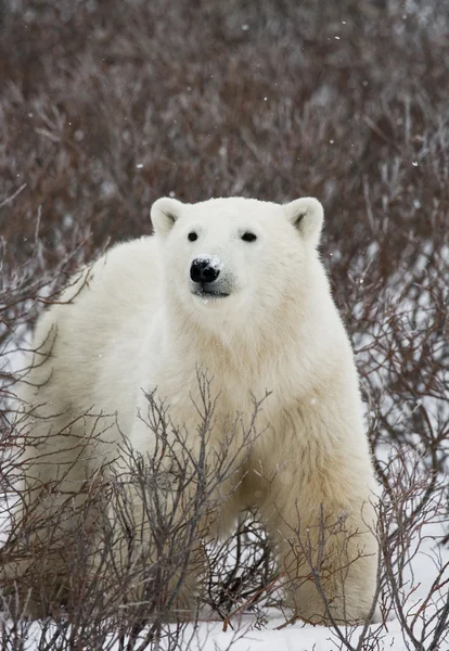 Un orso polare — Foto Stock