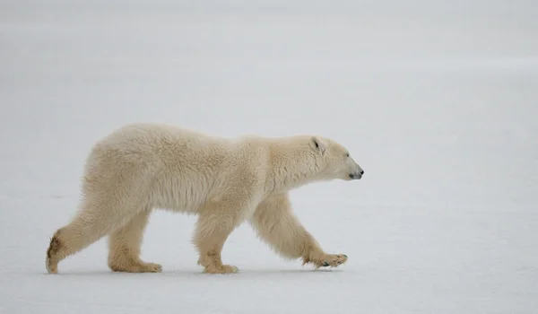 Ein Eisbär — Stockfoto