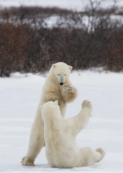 Ours polaires combattant — Photo