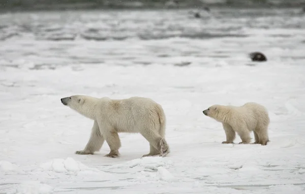 Dwa niedźwiedzie polarne — Zdjęcie stockowe