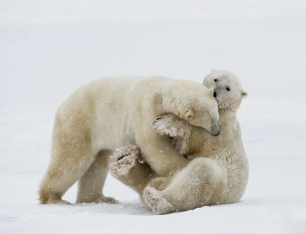 Ours polaires combattant — Photo