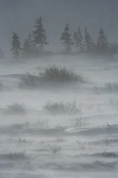 Frozen winter tundra — Stock Photo, Image