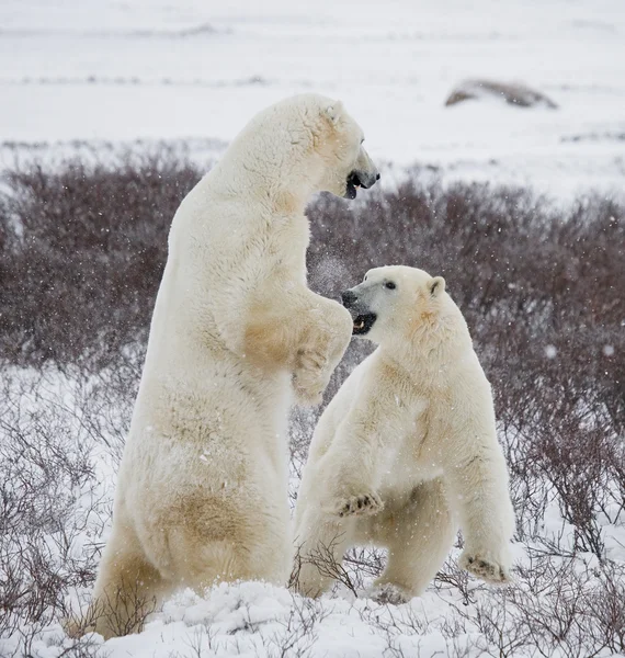 Orsi polari che combattono — Foto Stock