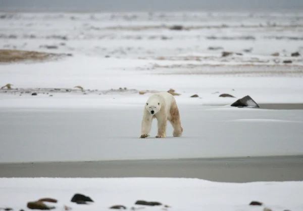 Un orso polare — Foto Stock