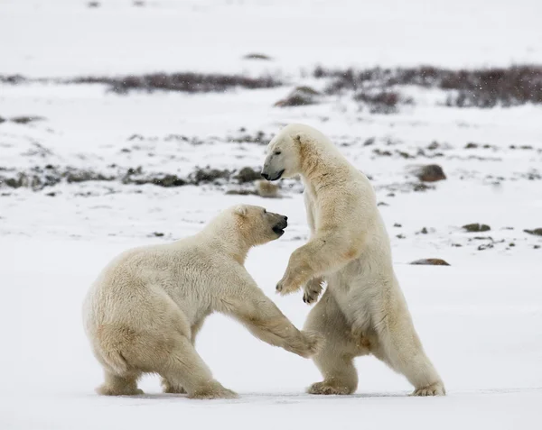 Polar bears fighting — Stock Photo, Image