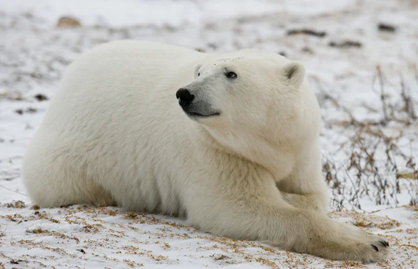 Un orso polare — Foto Stock