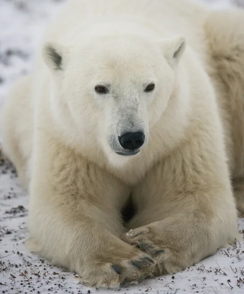 Jeden Miś polarny — Zdjęcie stockowe