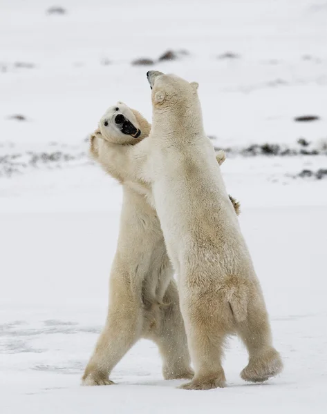 ホッキョクグマの戦い — ストック写真