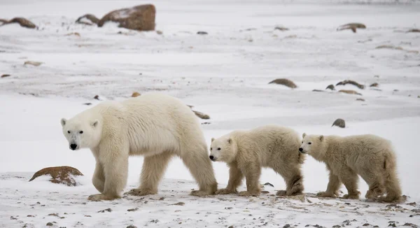 Три білих ведмедів — стокове фото