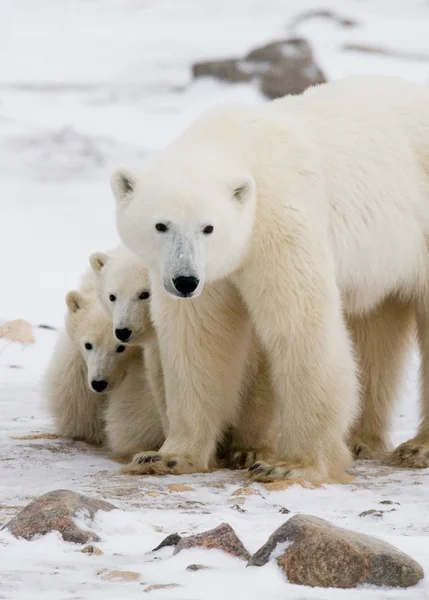Три белых медведя — стоковое фото