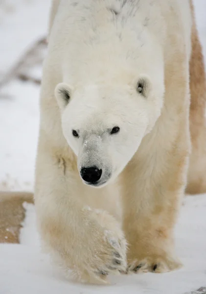 One polar bear