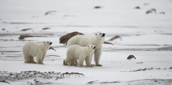 Three polar bears — Stock Photo, Image