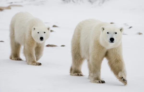 Twee ijsberen — Stockfoto
