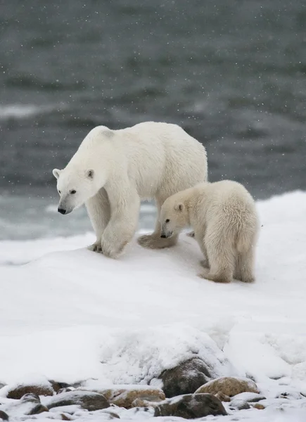 Dos osos polares —  Fotos de Stock