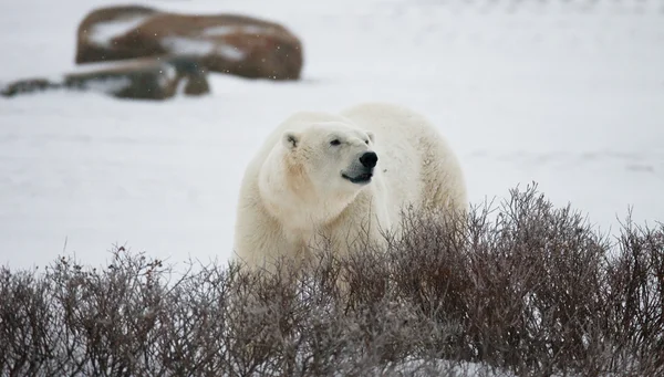 One polar bear — Stock Photo, Image