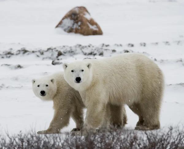 Two polar bears Stock Image