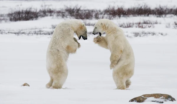 Osos polares luchando Imágenes De Stock Sin Royalties Gratis