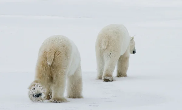 Dois ursos polares Imagem De Stock