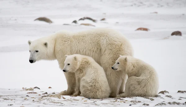 Three polar bears Royalty Free Stock Photos