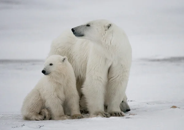 Two polar bears Stock Image