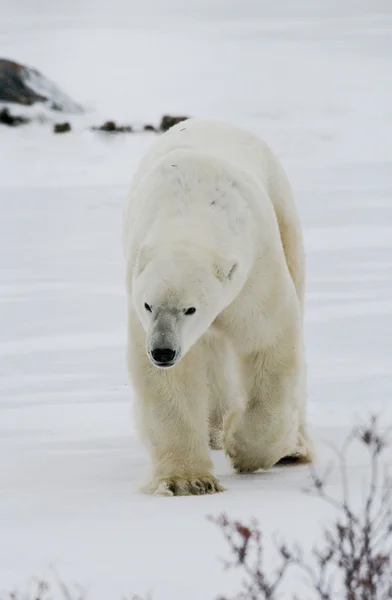 Um urso polar Imagem De Stock