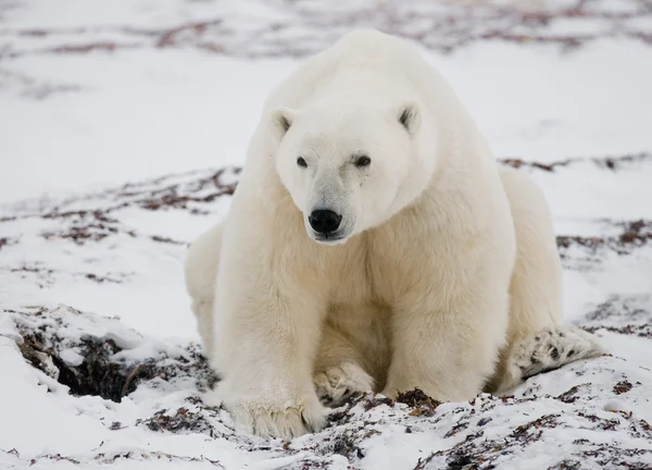 One polar bear Royalty Free Stock Photos