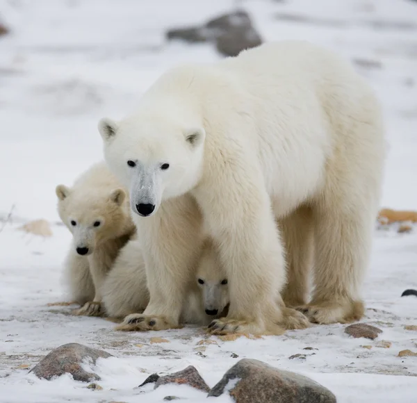 Three polar bears Stock Photo