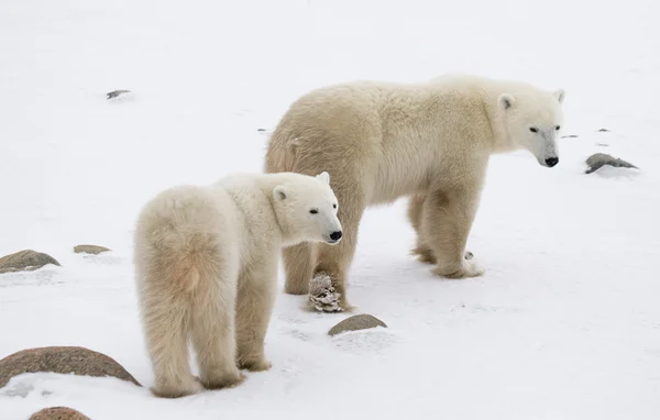 Dos osos polares Fotos de stock libres de derechos