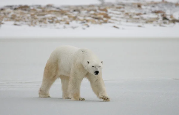 Um urso polar Imagem De Stock