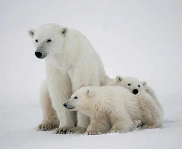 Three polar bears Stock Image