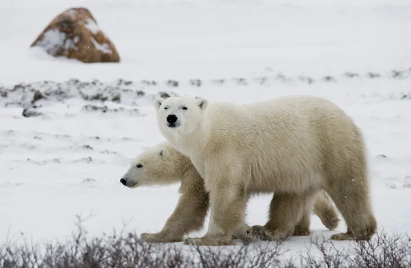 Two polar bears Stock Picture