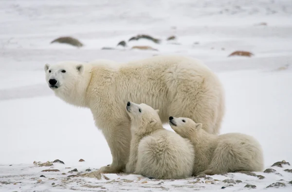 Tre isbjörnar Stockbild