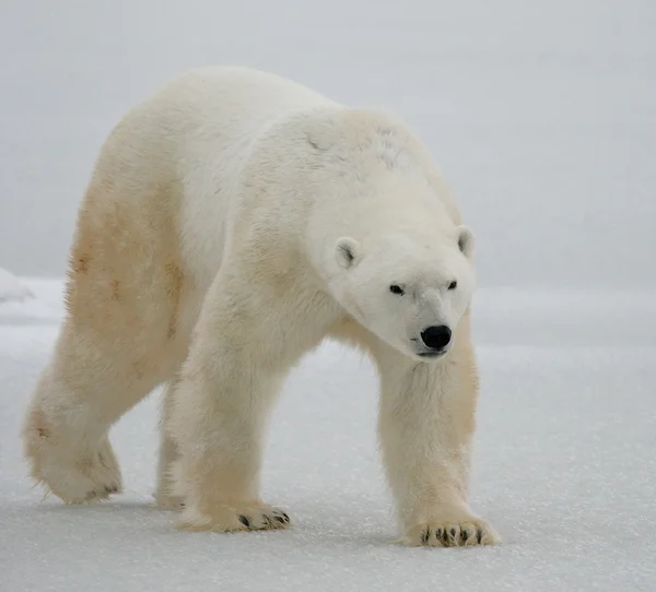 One polar bear Royalty Free Stock Images