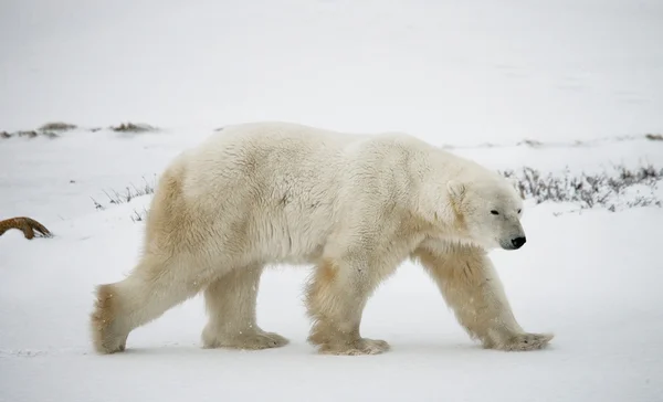 Un oso polar Fotos De Stock Sin Royalties Gratis