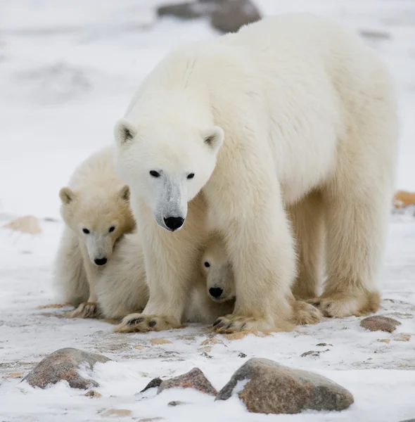 Three polar bears Royalty Free Stock Images