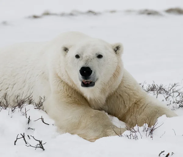 One polar bear Stock Image
