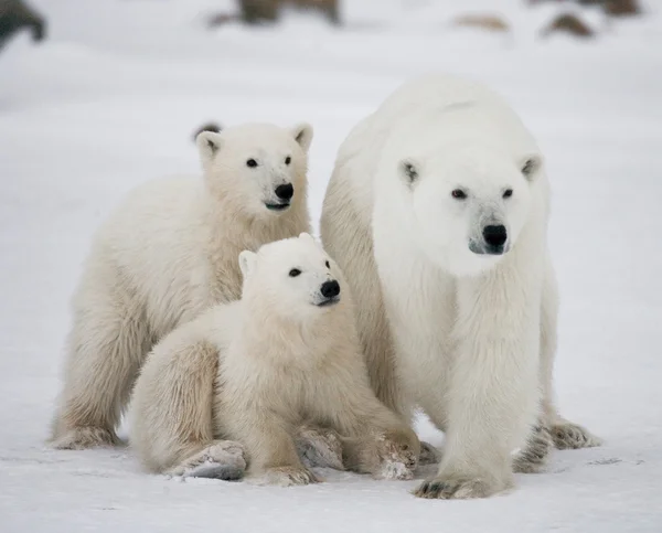 Drie ijsberen Stockfoto