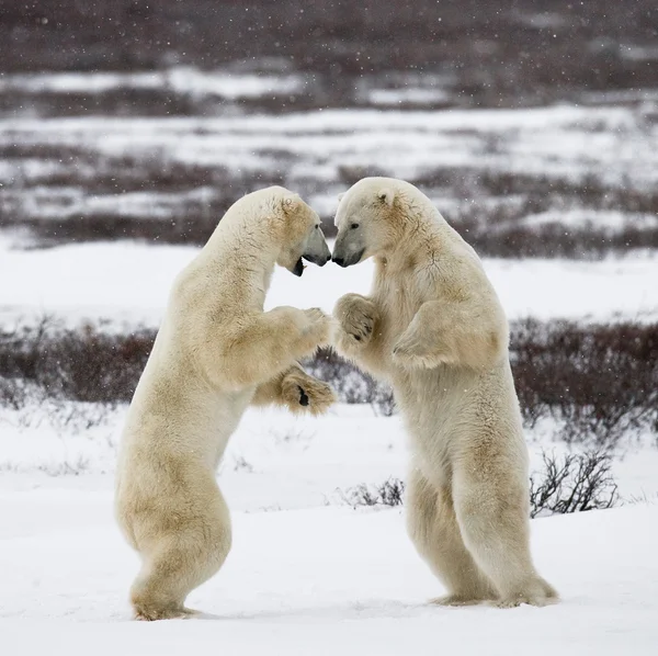 Osos polares luchando Fotos De Stock Sin Royalties Gratis