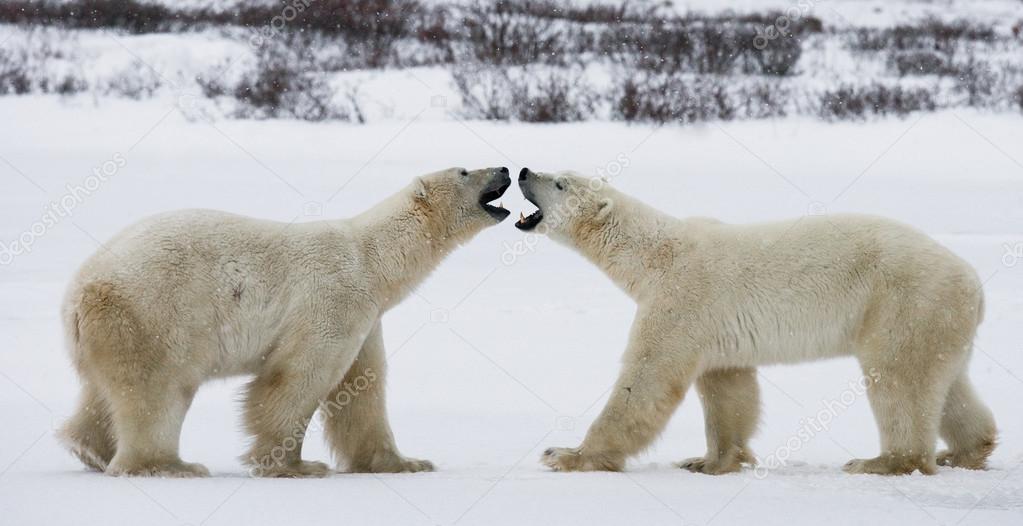 Two polar bears