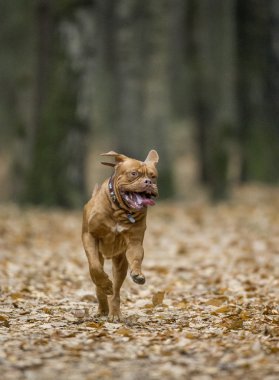 Dogue de Bordeaux sonbahar ormandaki