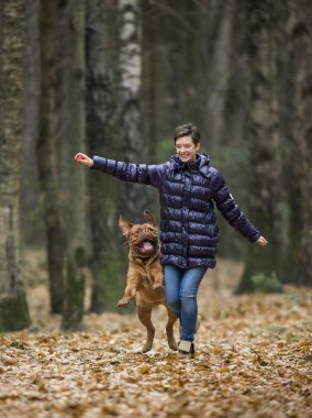 Dogue de Bordeaux sonbahar ormandaki