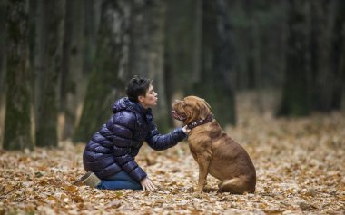 Dogue de Bordeaux sonbahar ormandaki