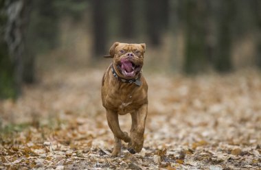 Dogue de Bordeaux sonbahar ormandaki