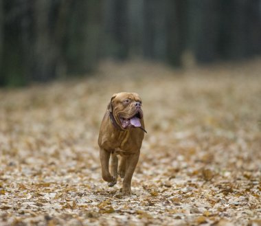 Dogue de Bordeaux sonbahar ormandaki
