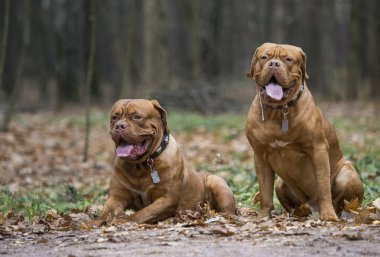 Dogue de Bordeaux sonbahar ormandaki
