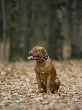 Dogue de Bordeaux sonbahar ormandaki