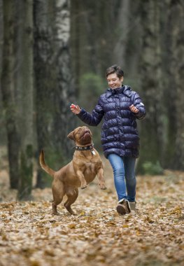 Dogue de Bordeaux sonbahar ormandaki