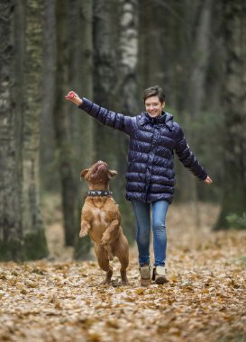 Dogue de Bordeaux sonbahar ormandaki