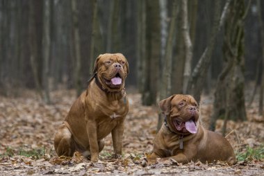 Dogue de Bordeaux sonbahar ormandaki
